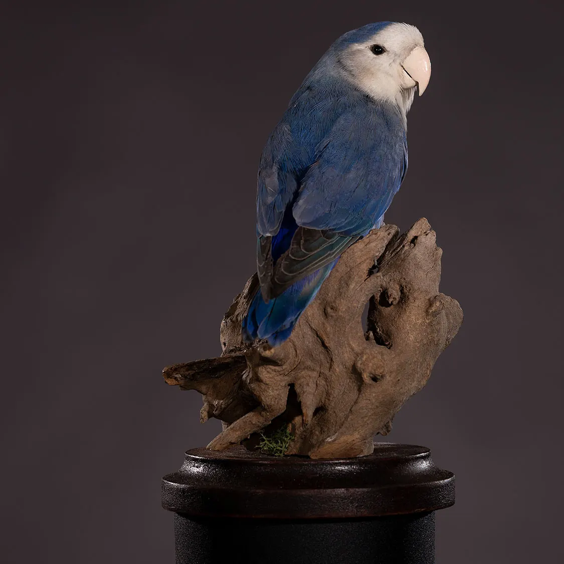 Opgezette agapornis (Agapornis), geprepareerd door Judith van Schendel