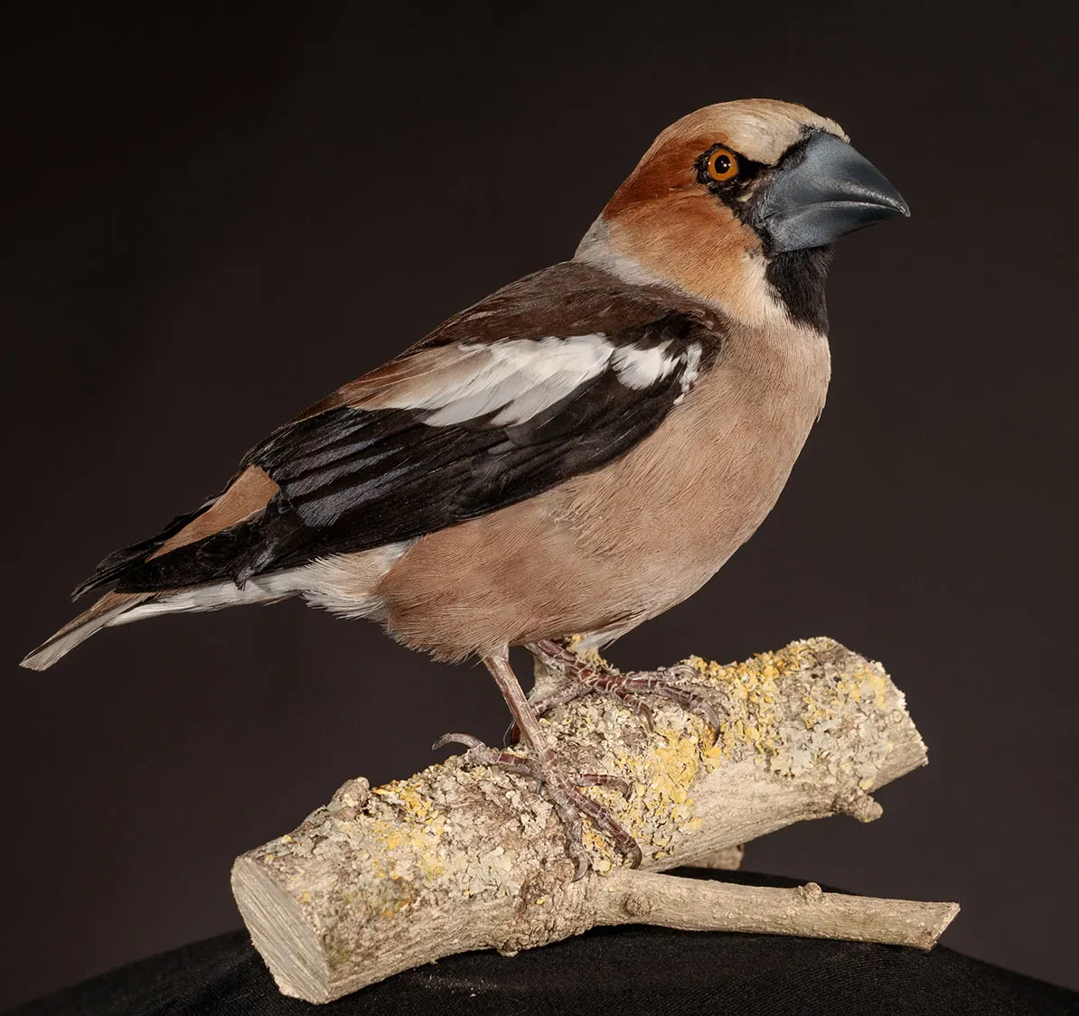 Opgezette appelvink (Coccothraustes coccothraustes), geprepareerd door Judith van Schendel