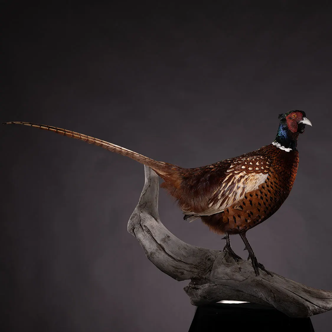 Opgezette bosfazant (Phasianus colchicus), geprepareerd door Judith van Schendel