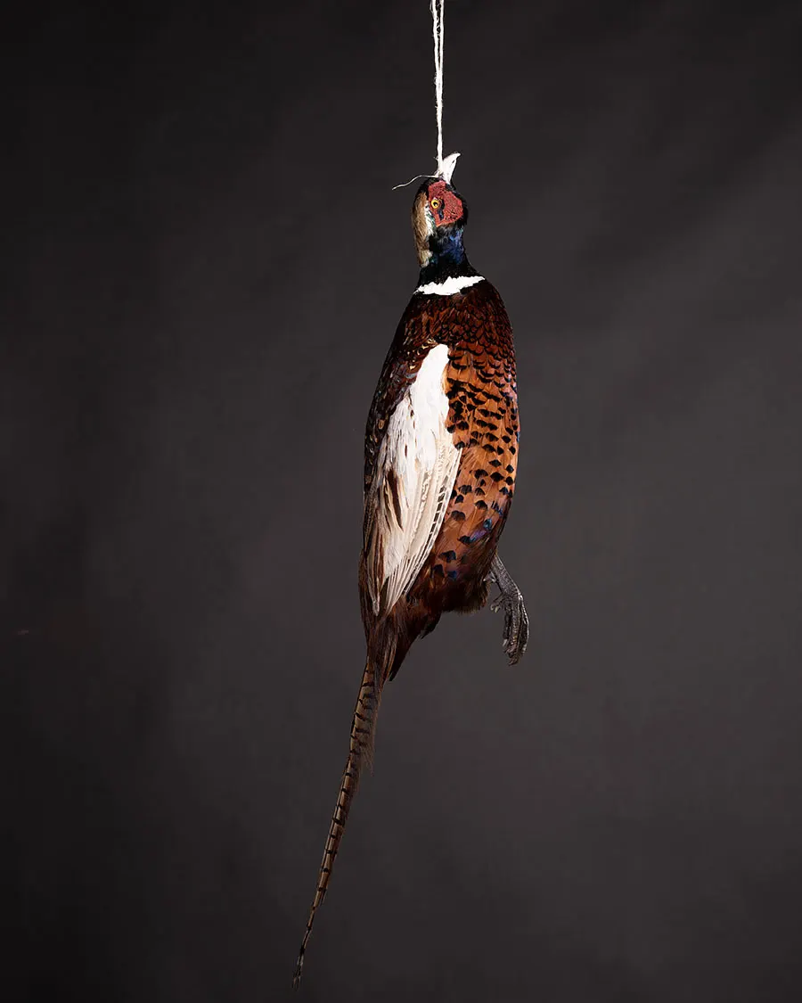 Opgezette bosfazant (Phasianus colchicus), geprepareerd door Judith van Schendel