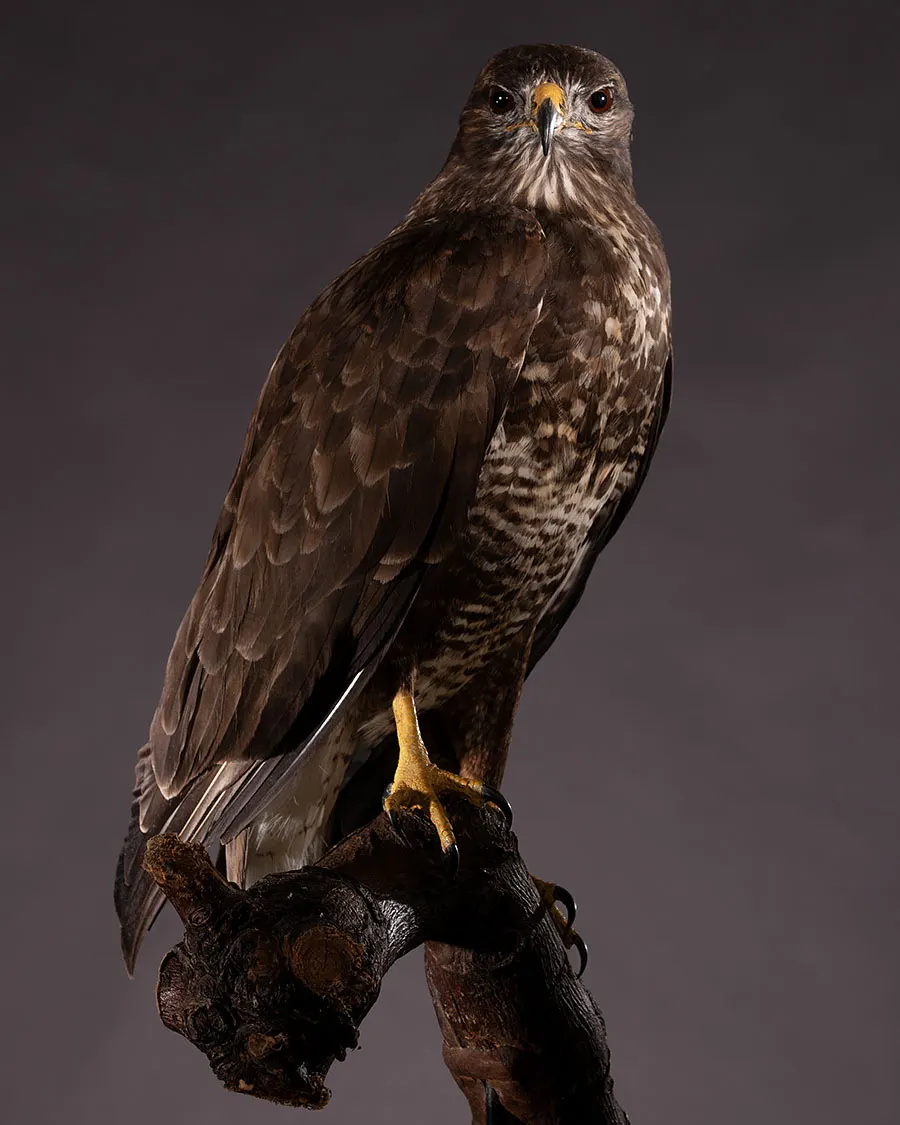 Opgezette buizerd (Buteo buteo), geprepareerd door Judith van Schendel