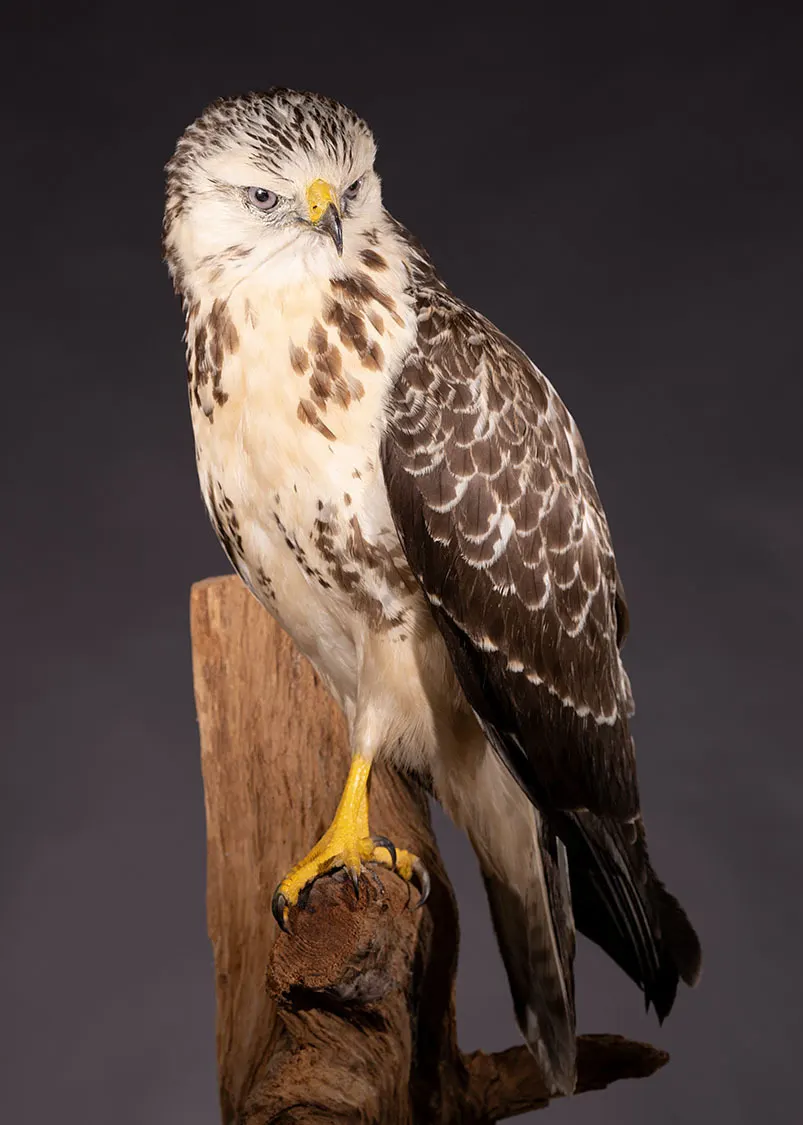 Opgezette buizerd (Buteo buteo), geprepareerd door Judith van Schendel