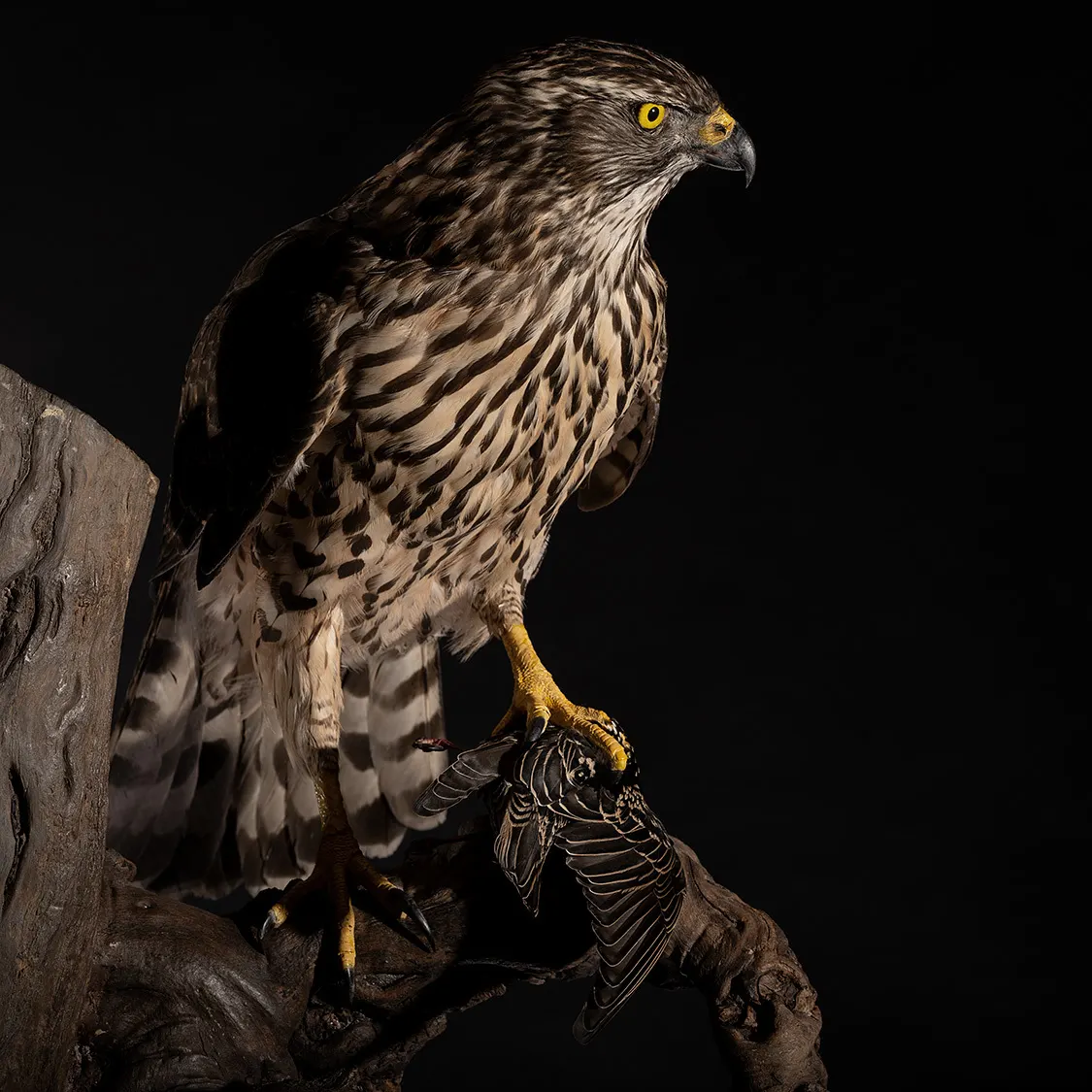 Opgezette Havik met prooi (spreeuw) (Buteo buteo), geprepareerd door Judith van Schendel