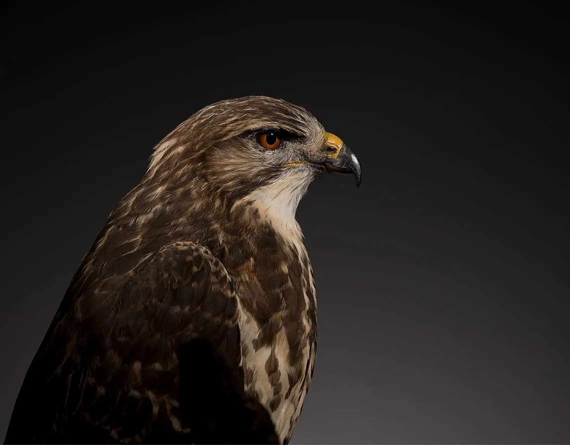 Opgezette buizerd (Buteo buteo), geprepareerd door Judith van Schendel