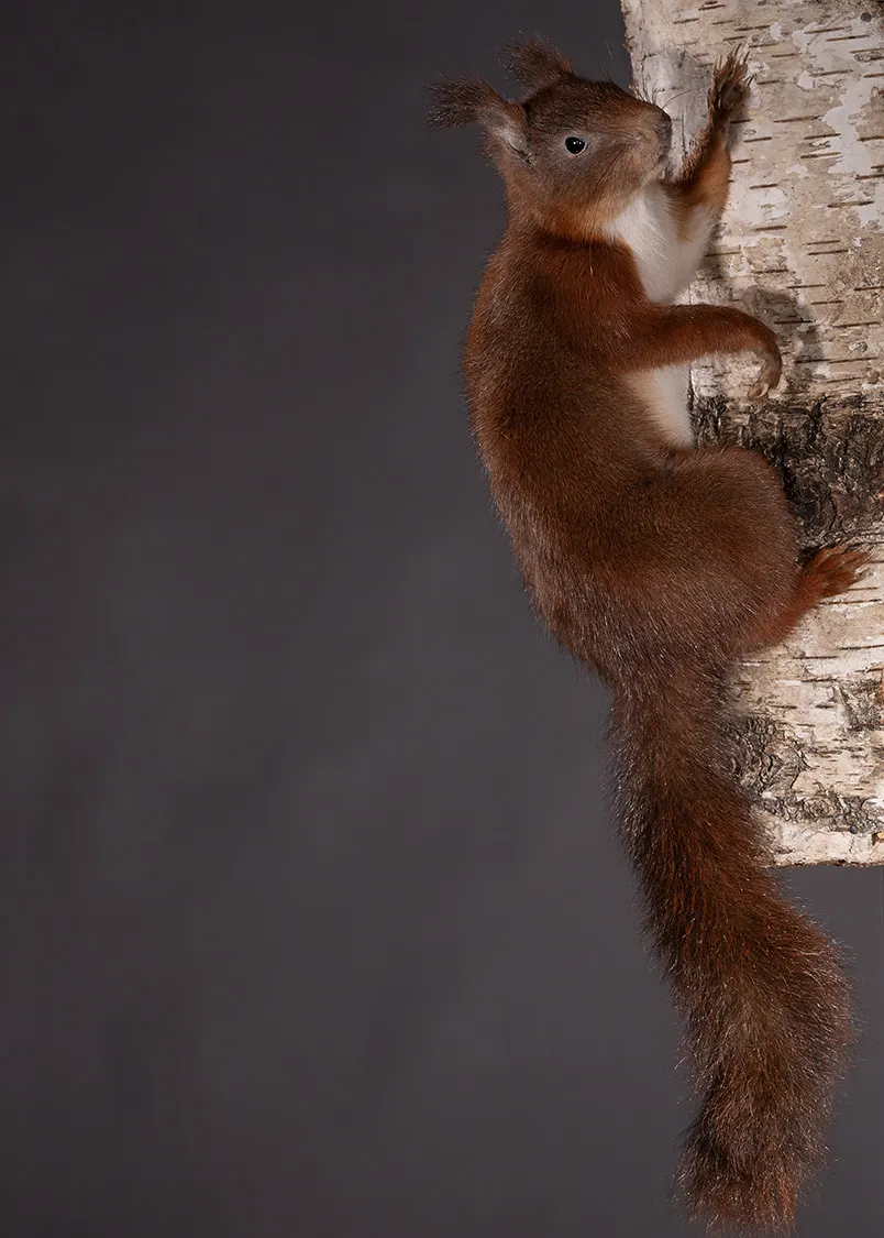 Opgezette eekhoorn (Sciurus vulgaris), geprepareerd door Judith van Schendel