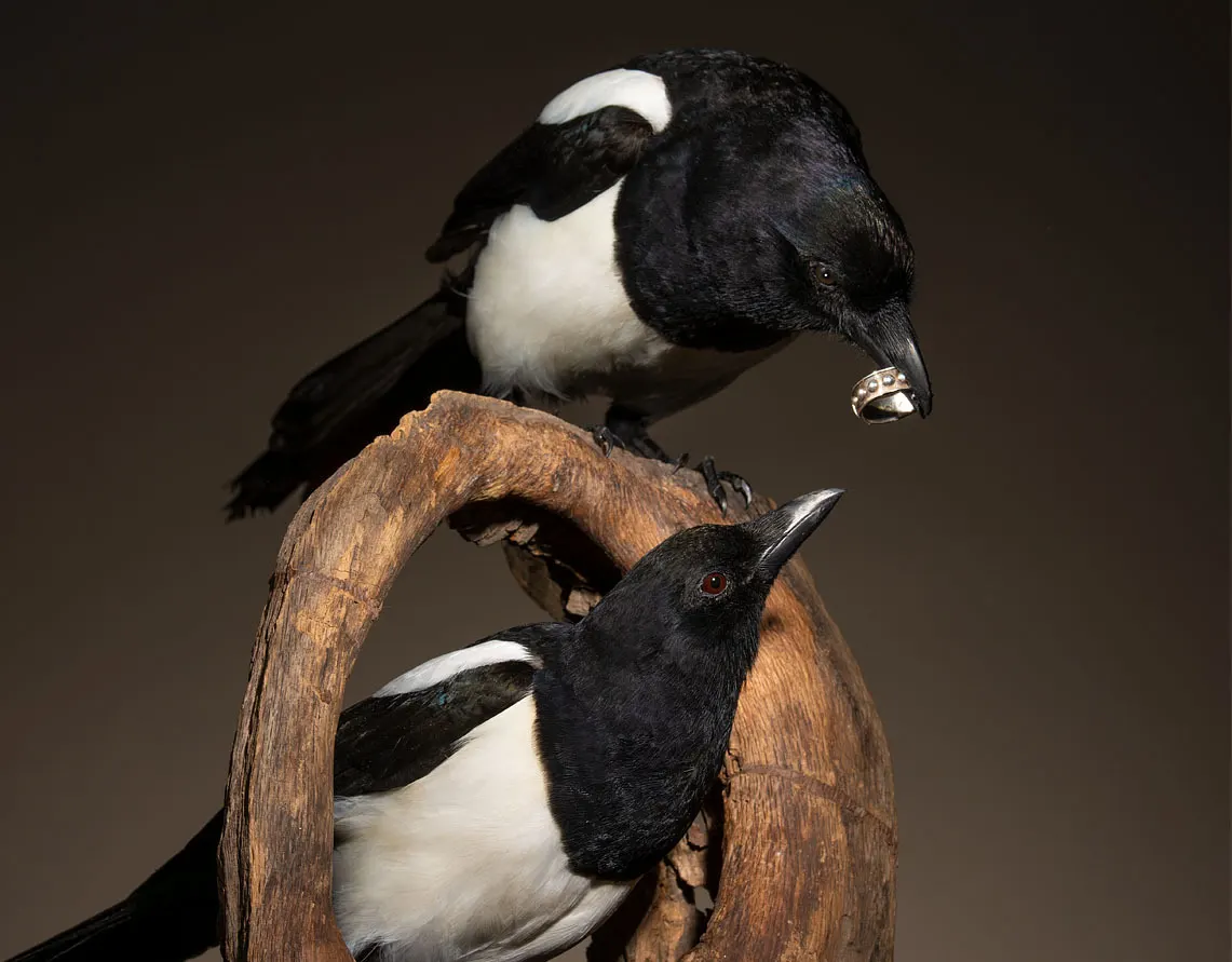 Opgezette eksters (Pica pica), werkstuk Eksters in love van Judith van Schendel