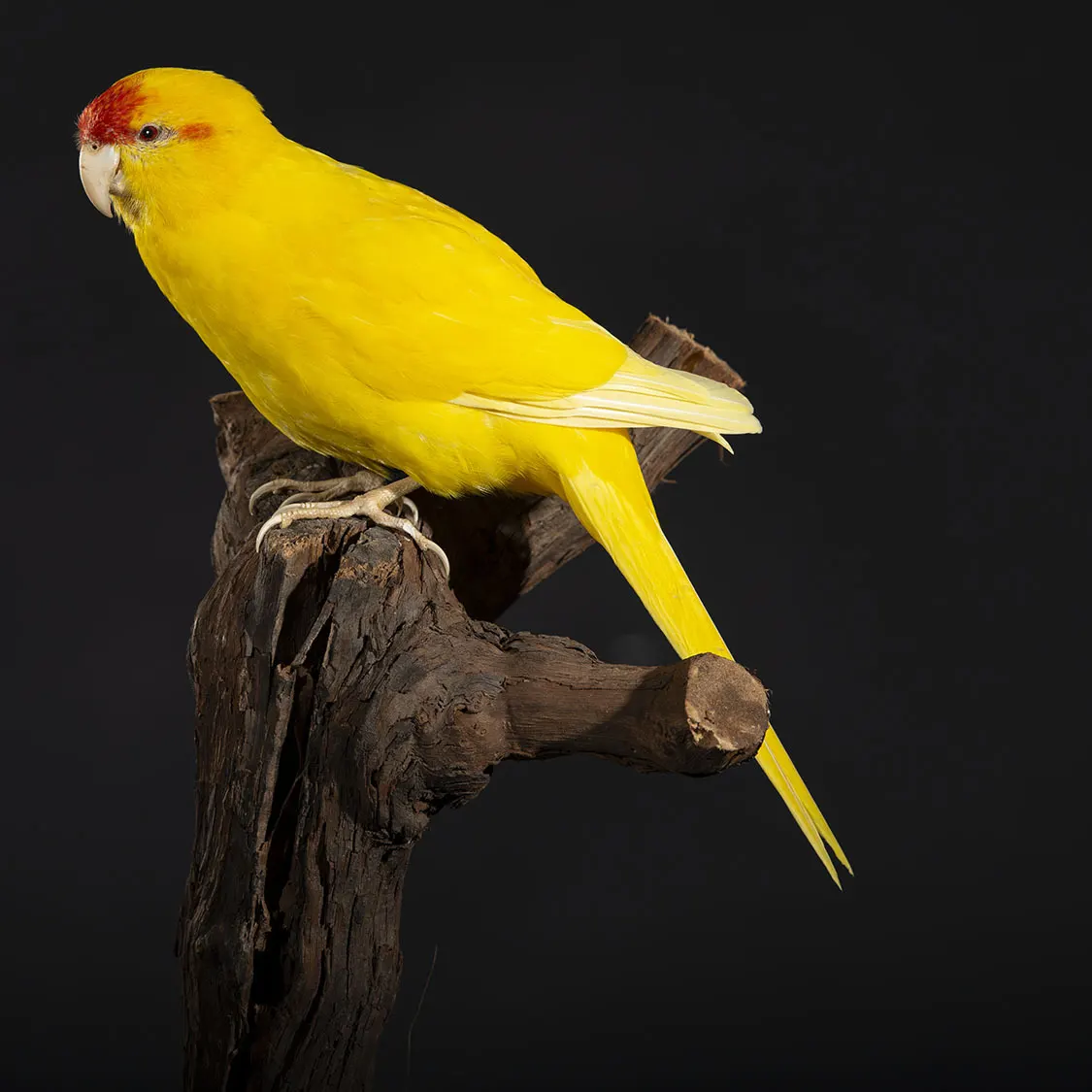 Opgezette Gele kakariki (Cyanoramphus auriceps), geprepareerd door Judith van Schendel