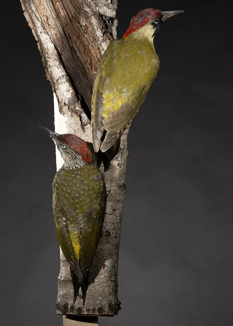 Opgezette Groene specht (Picus viridis), geprepareerd door Judith van Schendel