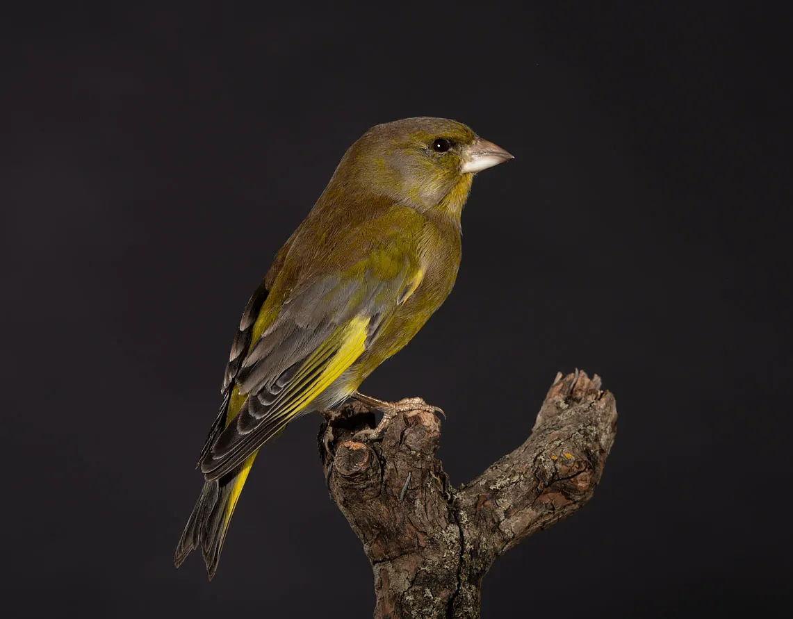 Opgezette groenling (Chloris chloris), geprepareerd door Judith van Schendel