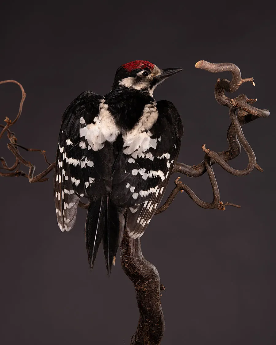 Opgezette Grote bonte specht (Dendrocopos major), geprepareerd door Judith van Schendel