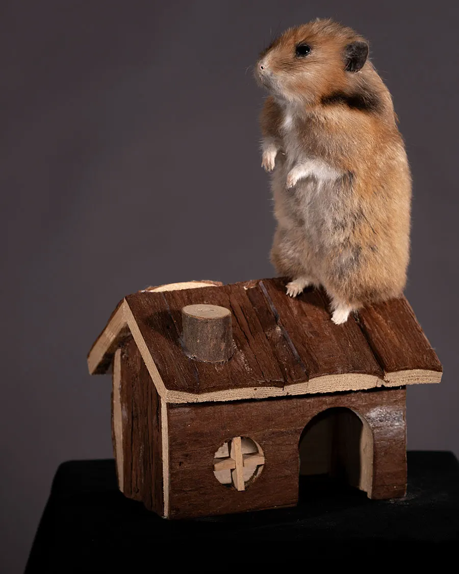 Opgezette hamster, geprepareerd door Judith van Schendel