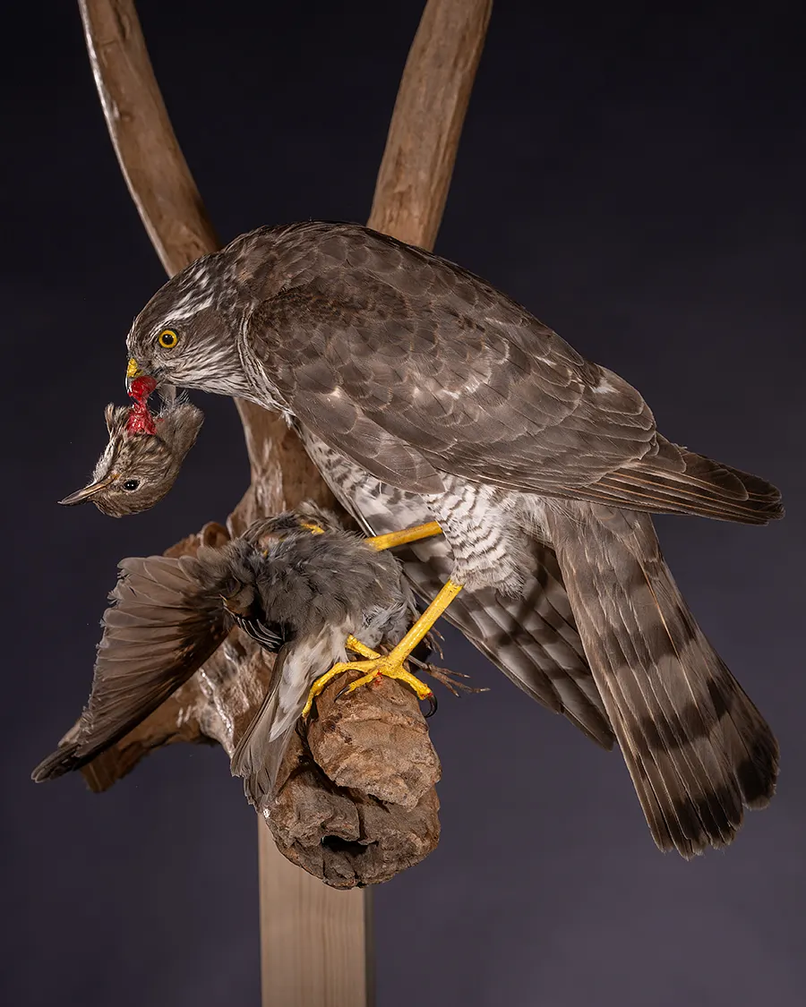 Opgezette havik met prooi (Accipiter gentilis), geprepareerd door Judith van Schendel