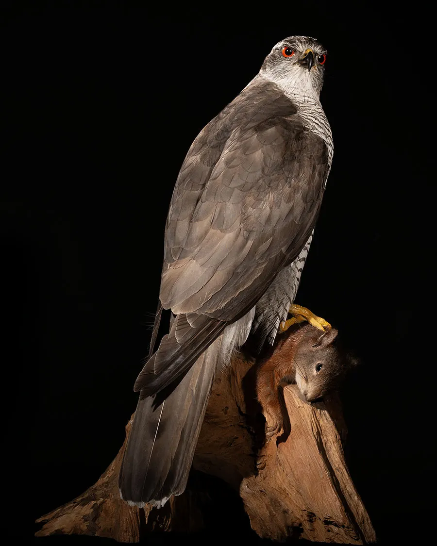 Opgezette havik met prooi (Accipiter gentilis), geprepareerd door Judith van Schendel