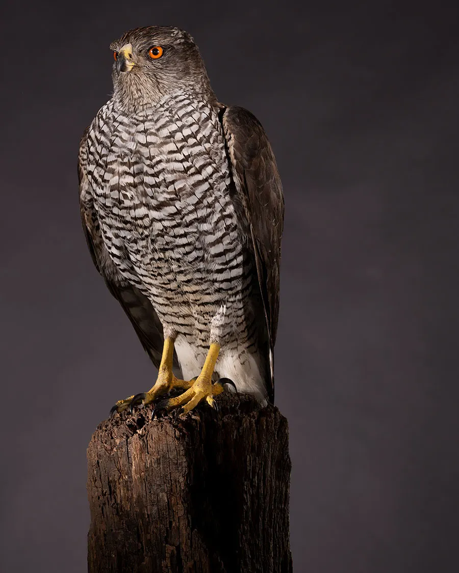 Opgezette havik (Accipiter gentilis), geprepareerd door Judith van Schendel