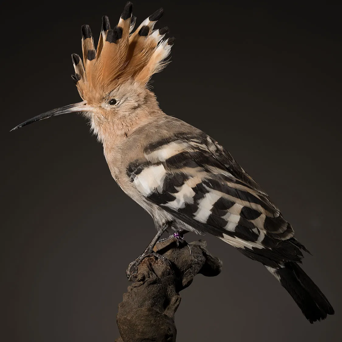 Opgezette hop (Upupa epops), geprepareerd door Judith van Schendel