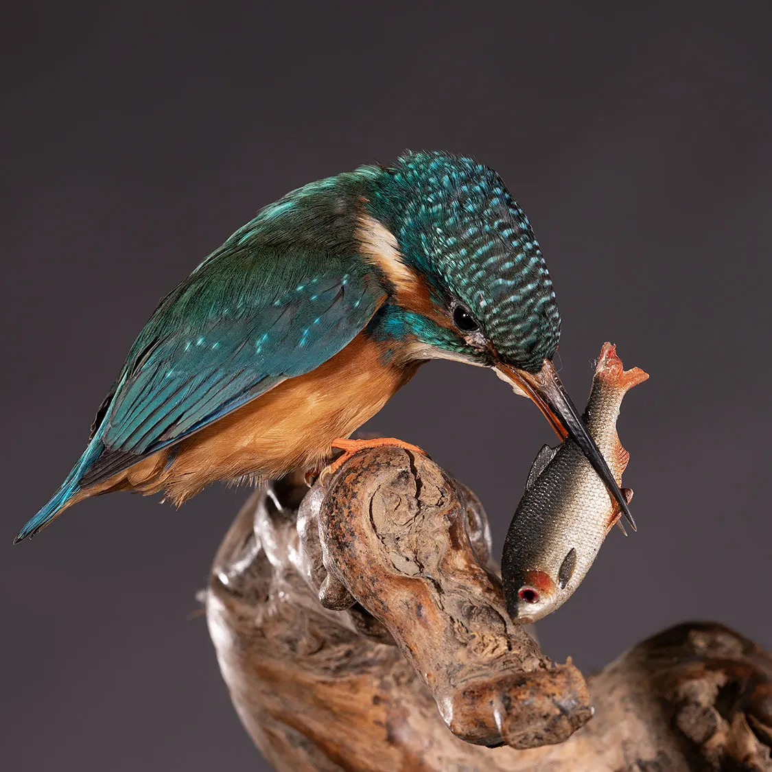 Opgezette IJsvogel (Alcedo atthis), geprepareerd door Judith van Schendel