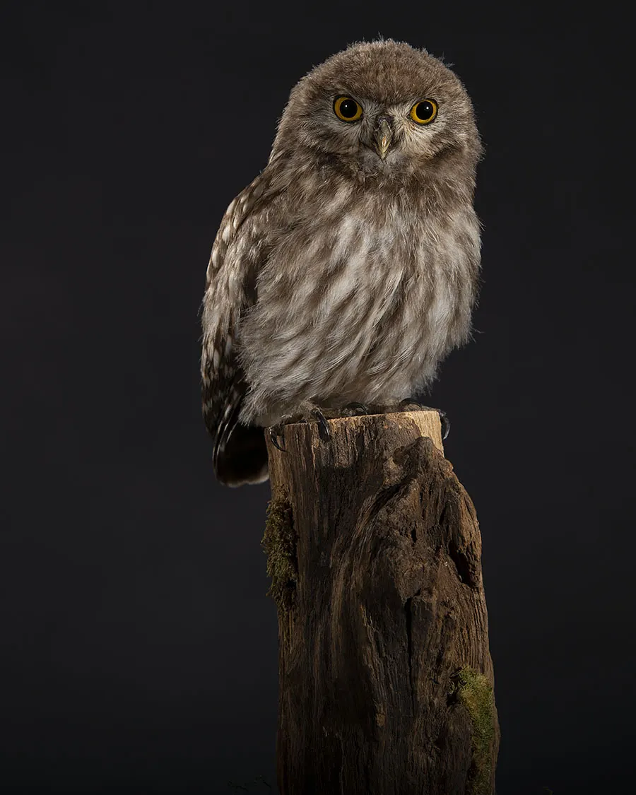 Opgezette Jong steenuiltje (Athene noctua), geprepareerd door Judith van Schendel