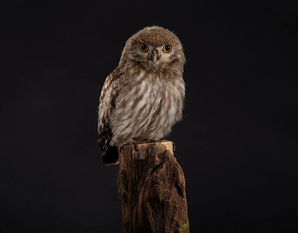Opgezette Jong steenuiltje (Athene noctua), geprepareerd door Judith van Schendel