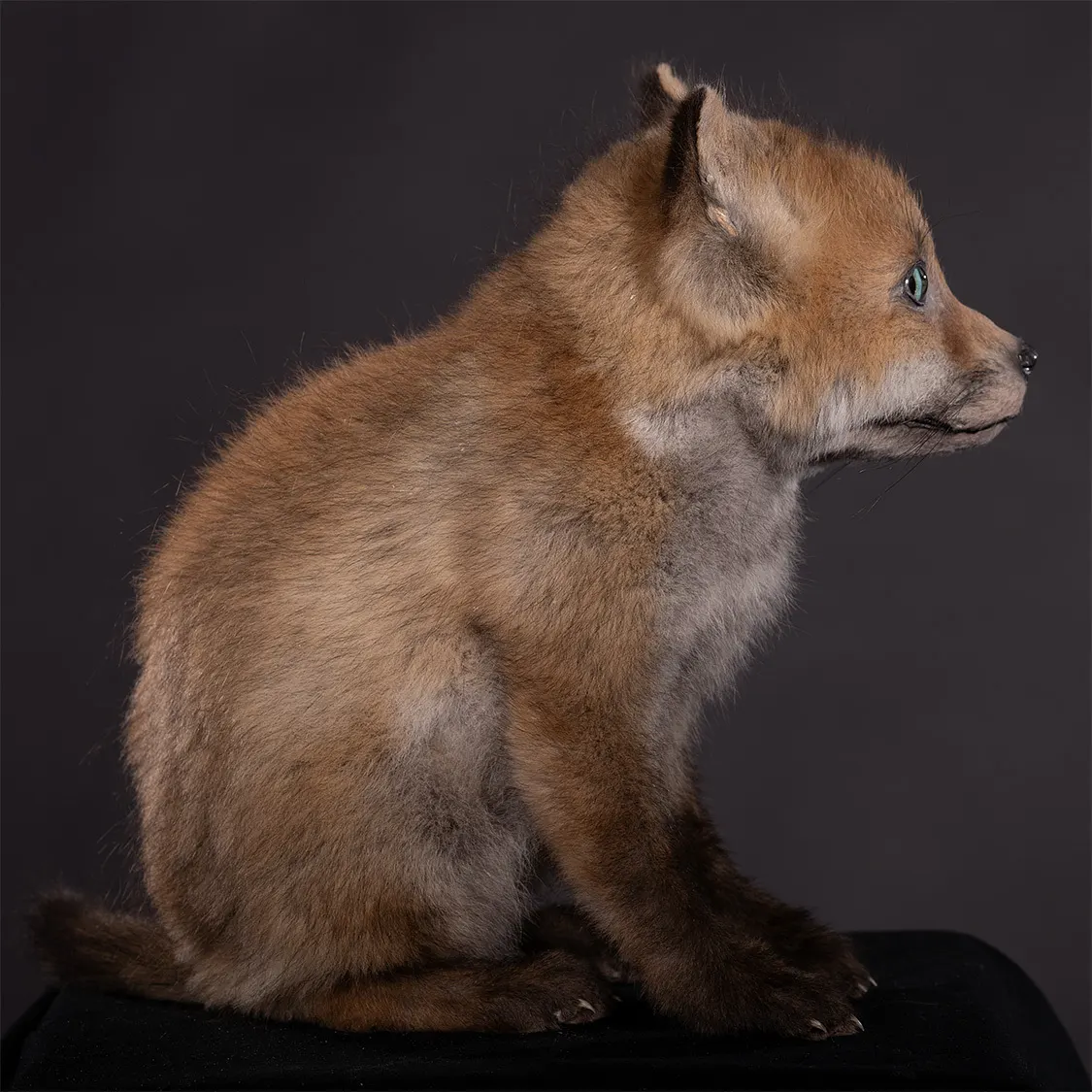 Opgezette Jong vosje (Vulpes vulpes), geprepareerd door Judith van Schendel