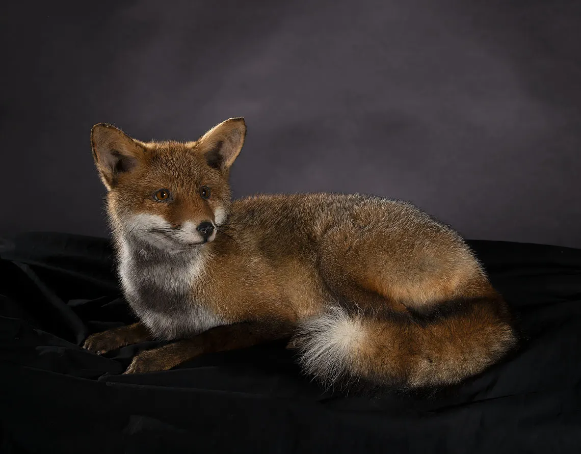 Opgezette Jonge rode vos (Vulpes vulpes), geprepareerd door Judith van Schendel