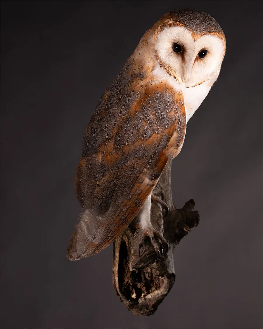 Opgezette kerkuil (Tyto alba), geprepareerd door Judith van Schendel