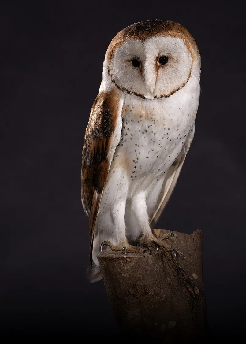 Opgezette kerkuil (Tyto alba), geprepareerd door Judith van Schendel