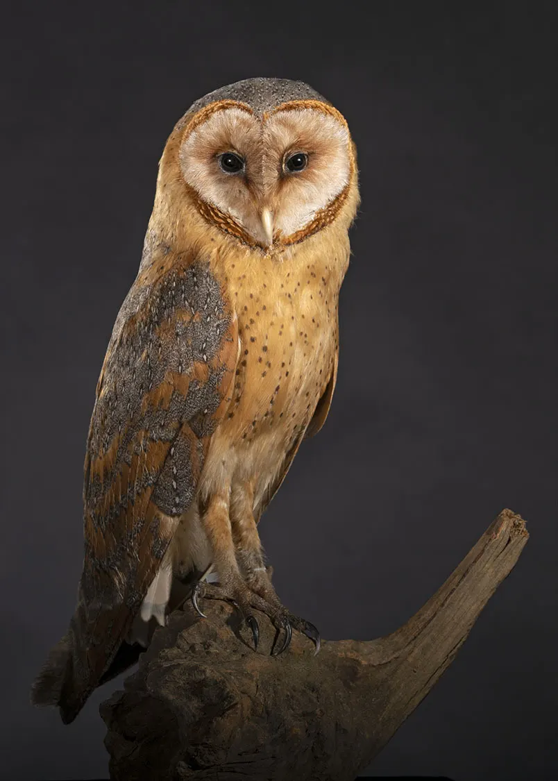 Opgezette kerkuil (Tyto alba), geprepareerd door Judith van Schendel