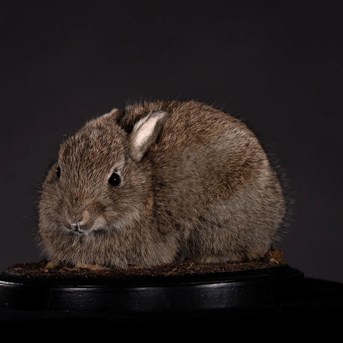 Opgezette konijntje (Oryctolagus cuniculus), geprepareerd door Judith van Schendel
