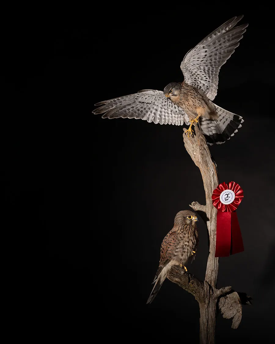 Opgezet koppel torenvalken (Falco tinnunculus), geprepareerd door Judith van Schendel
