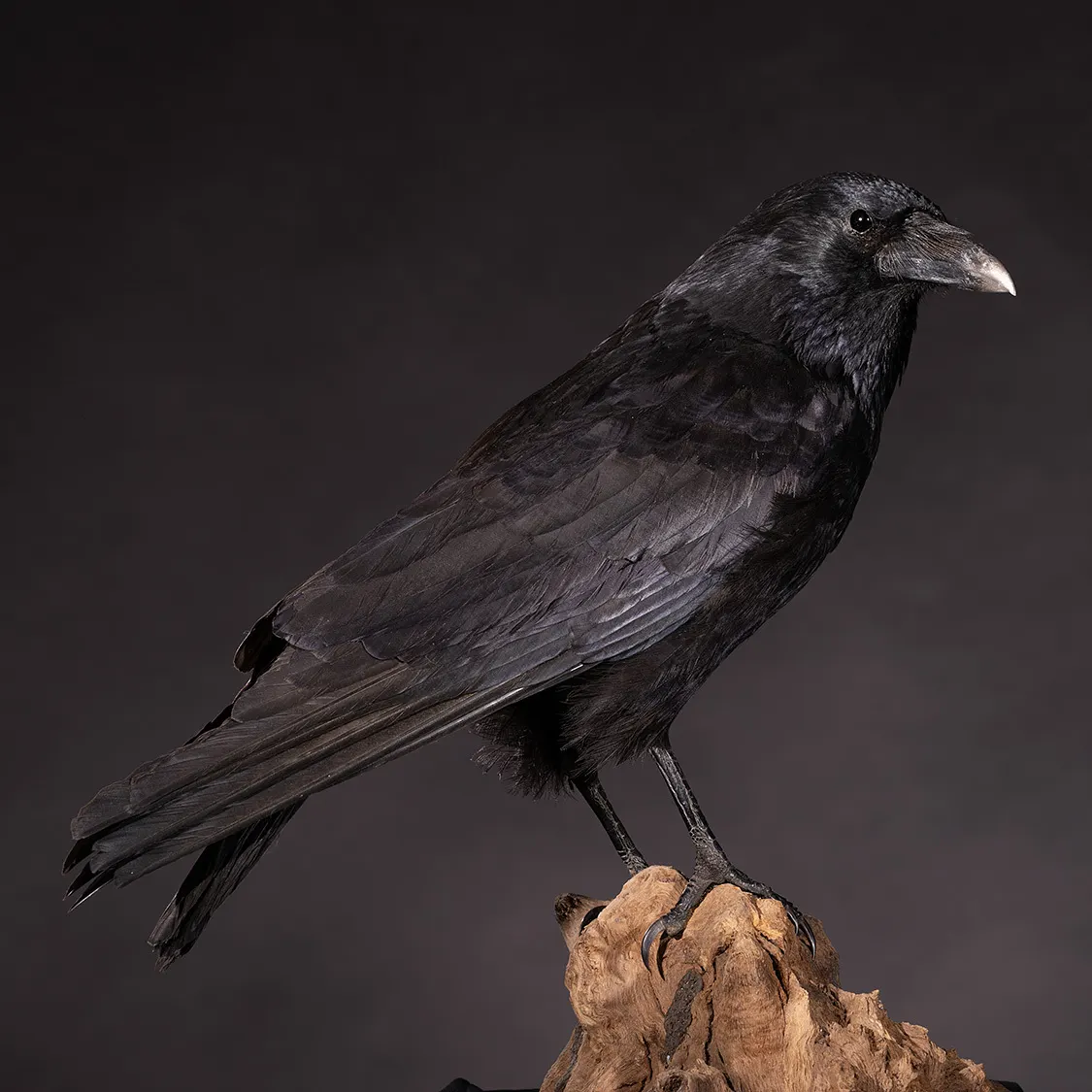 Opgezette Zwarte kraai (Corvus corone), geprepareerd door Judith van Schendel