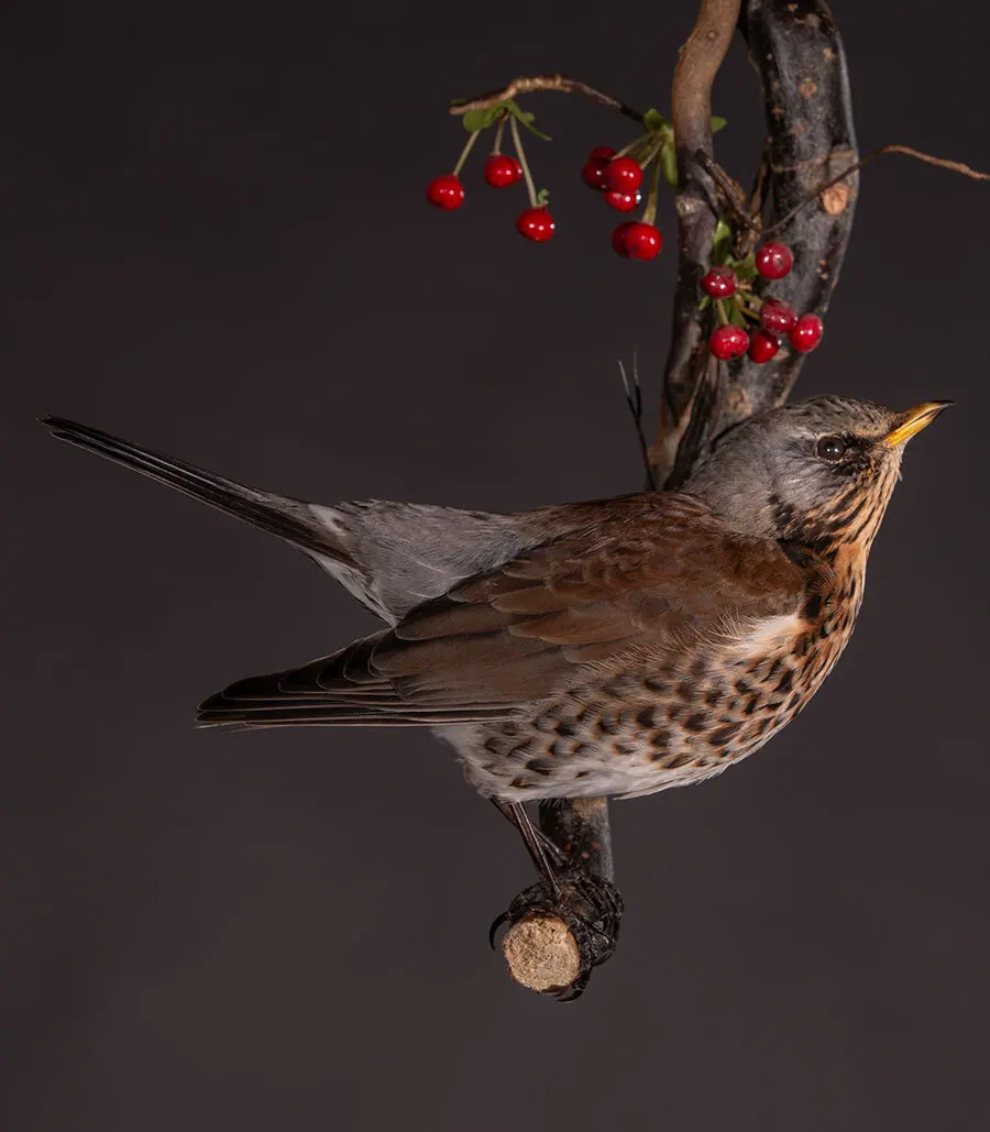 Opgezette kramsvogel (Turdus pilaris), geprepareerd door Judith van Schendel