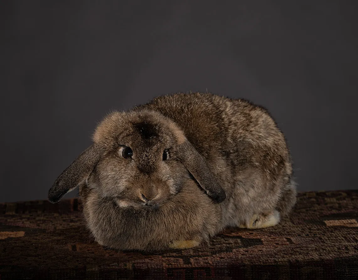 Opgezette langoorkonijn (Oryctolagus cuniculus), geprepareerd door Judith van Schendel