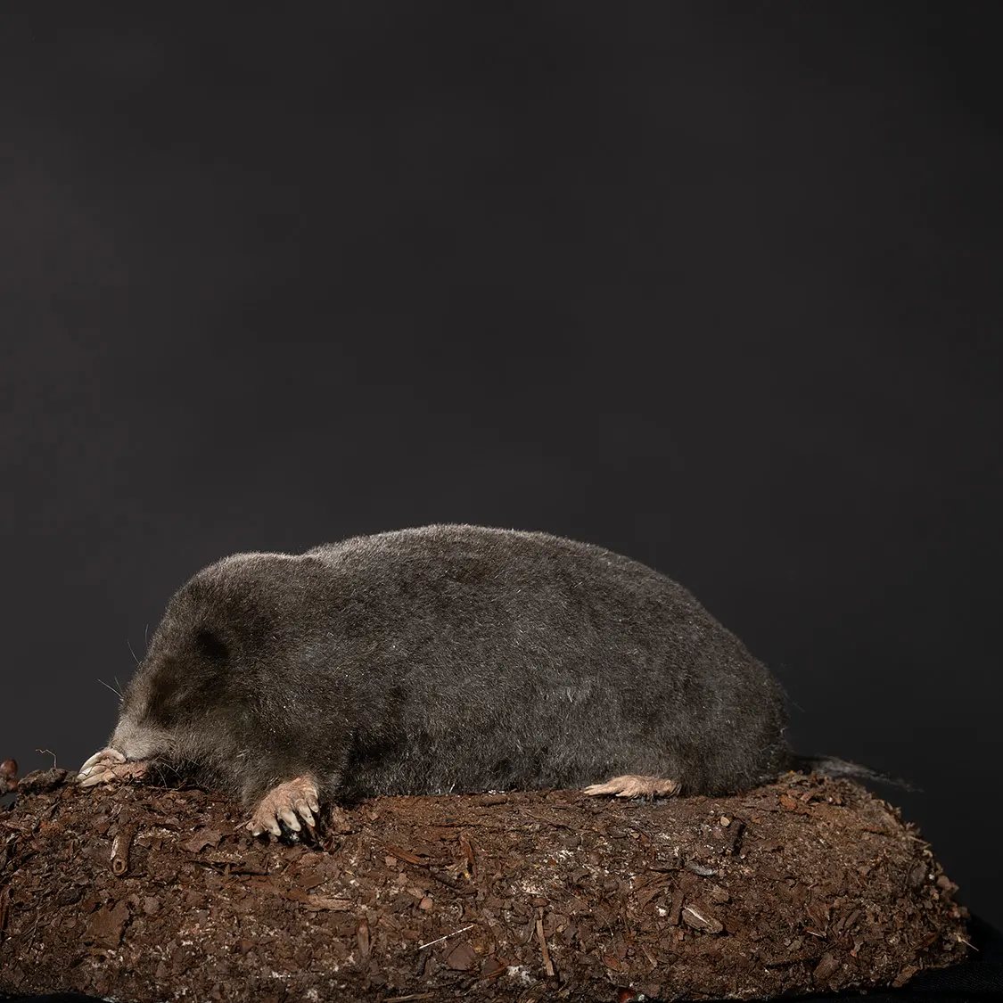Opgezette mol (Talpa europaea), geprepareerd door Judith van Schendel