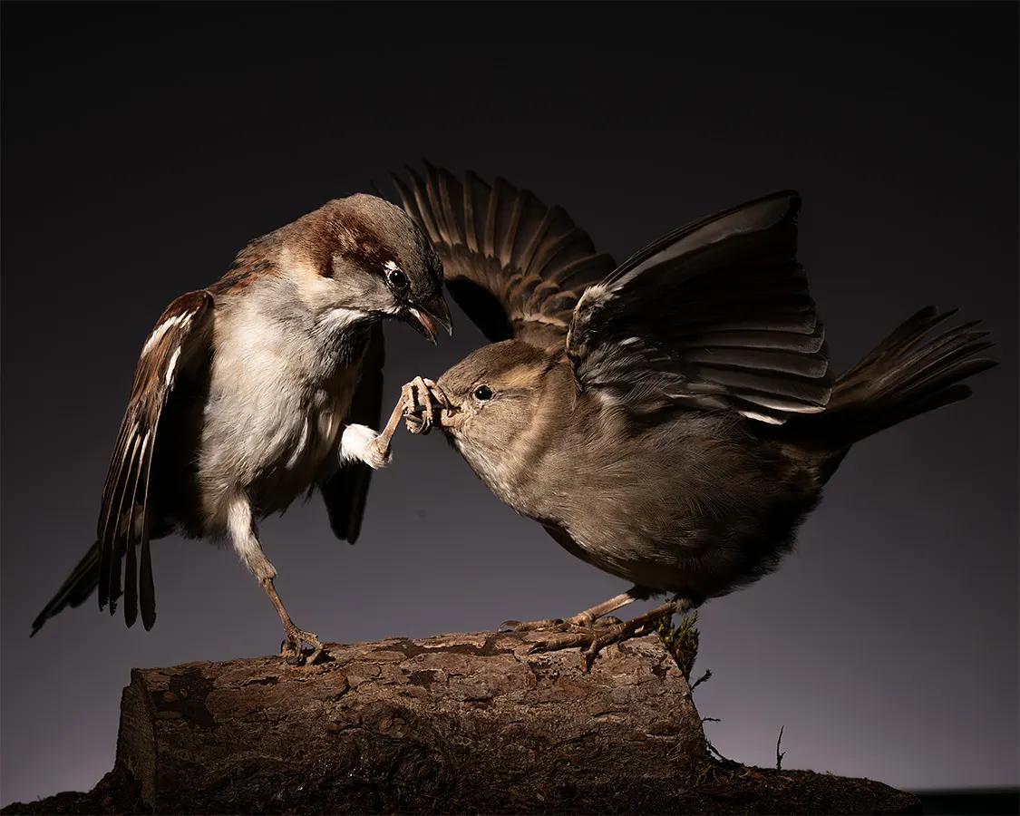 Opgezette mussen (Passer domesticus), geprepareerd door Judith van Schendel