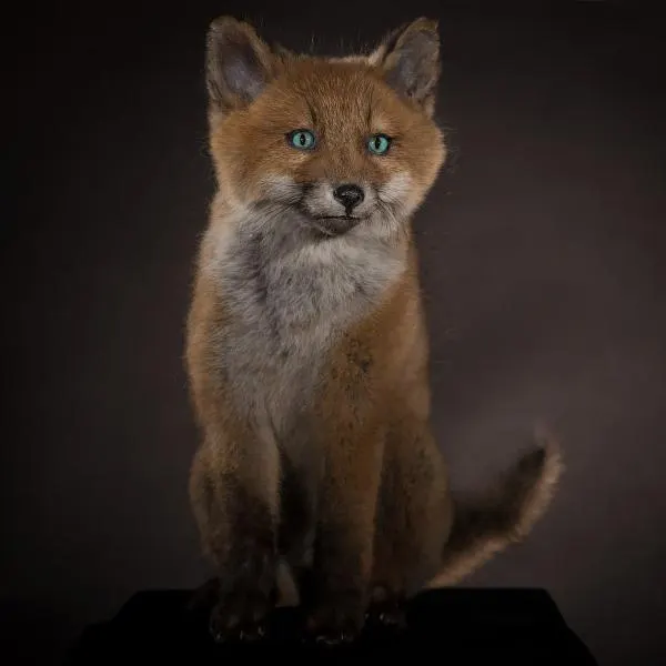 Opgezet jong vosje (Vulpes vulpes), geprepareerd door Judith van Schendel