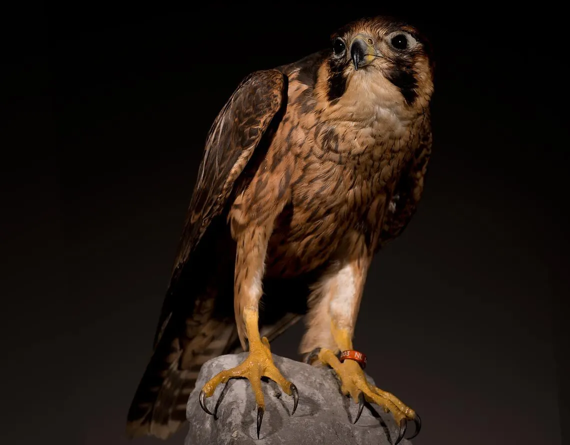Opgezette shahin (Falco pelegrinoides), geprepareerd door Judith van Schendel