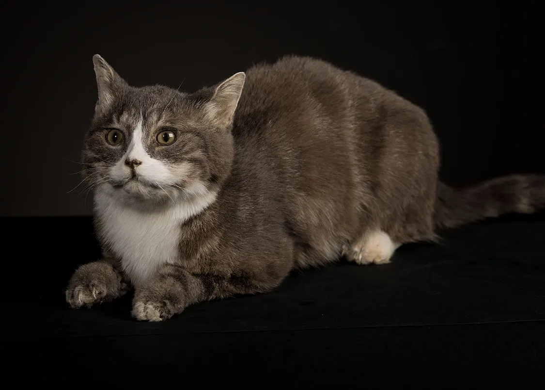 Opgezette poes (Felis catus), liggend geprepareerd door Judith van Schendel