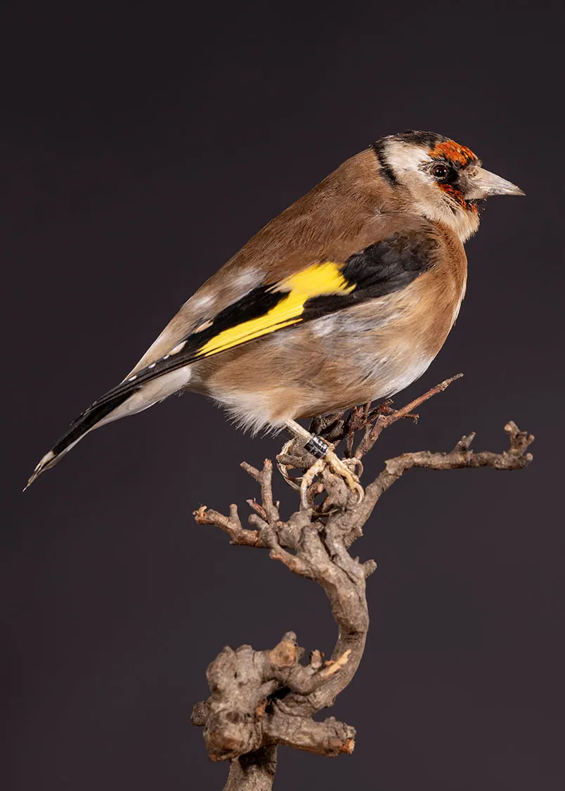 Opgezette putter (Carduelis carduelis), geprepareerd door Judith van Schendel