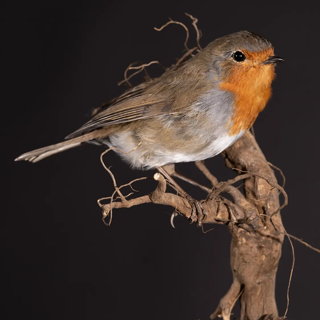 Opgezette roodborst (Erithacus rubecula), geprepareerd door Judith van Schendel