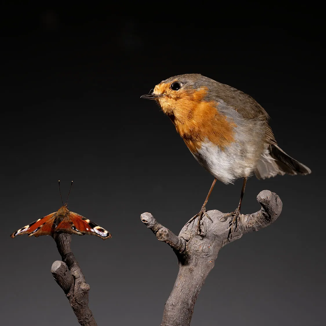 Opgezette roodborst (Erithacus rubecula), geprepareerd door Judith van Schendel