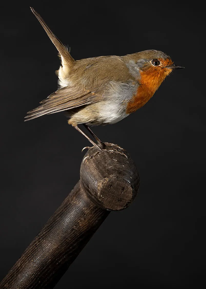 Opgezette roodborst (Erithacus rubecula), geprepareerd door Judith van Schendel