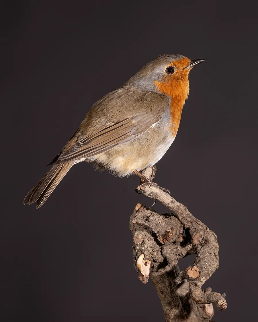 Opgezette roodborst (Erithacus rubecula), geprepareerd door Judith van Schendel