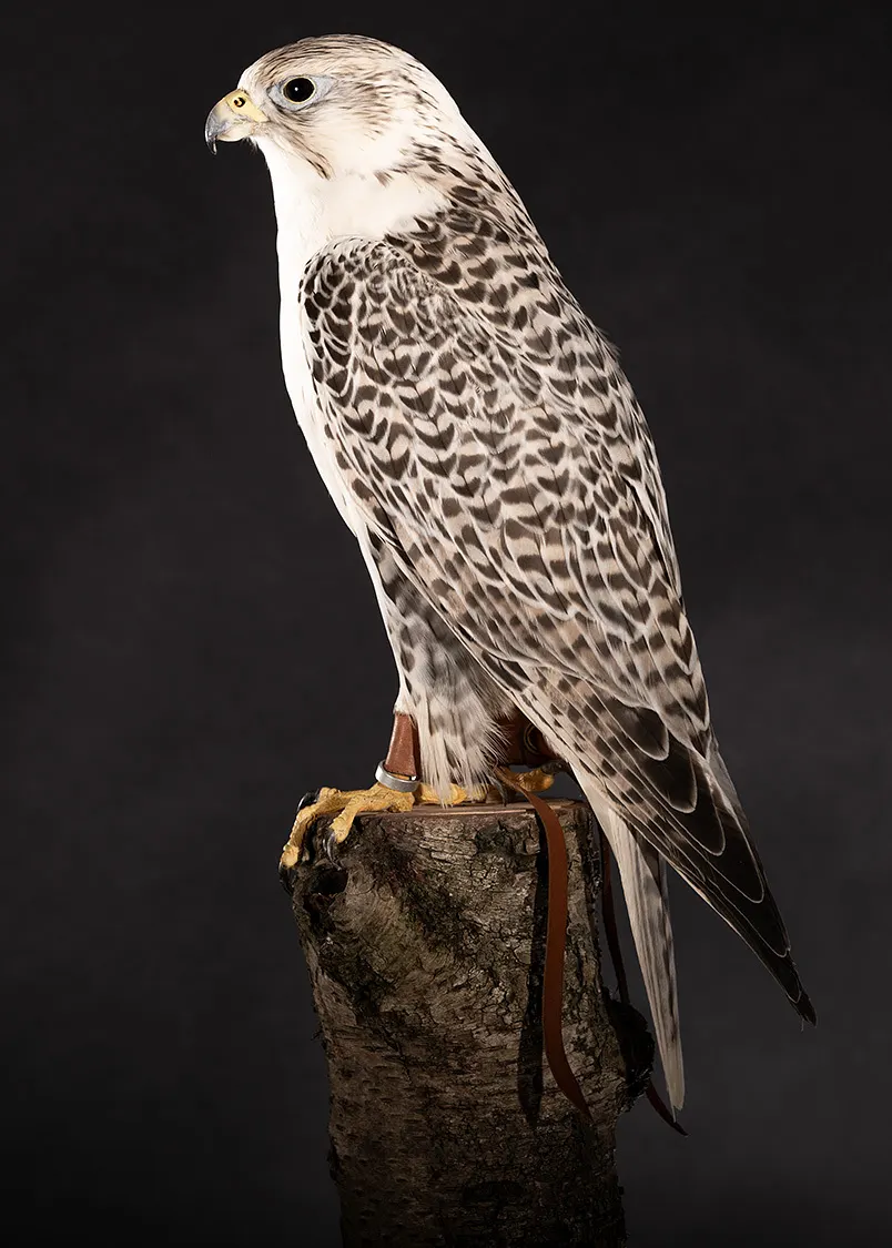 Opgezette sakervalk (Falco cherrug), geprepareerd door Judith van Schendel