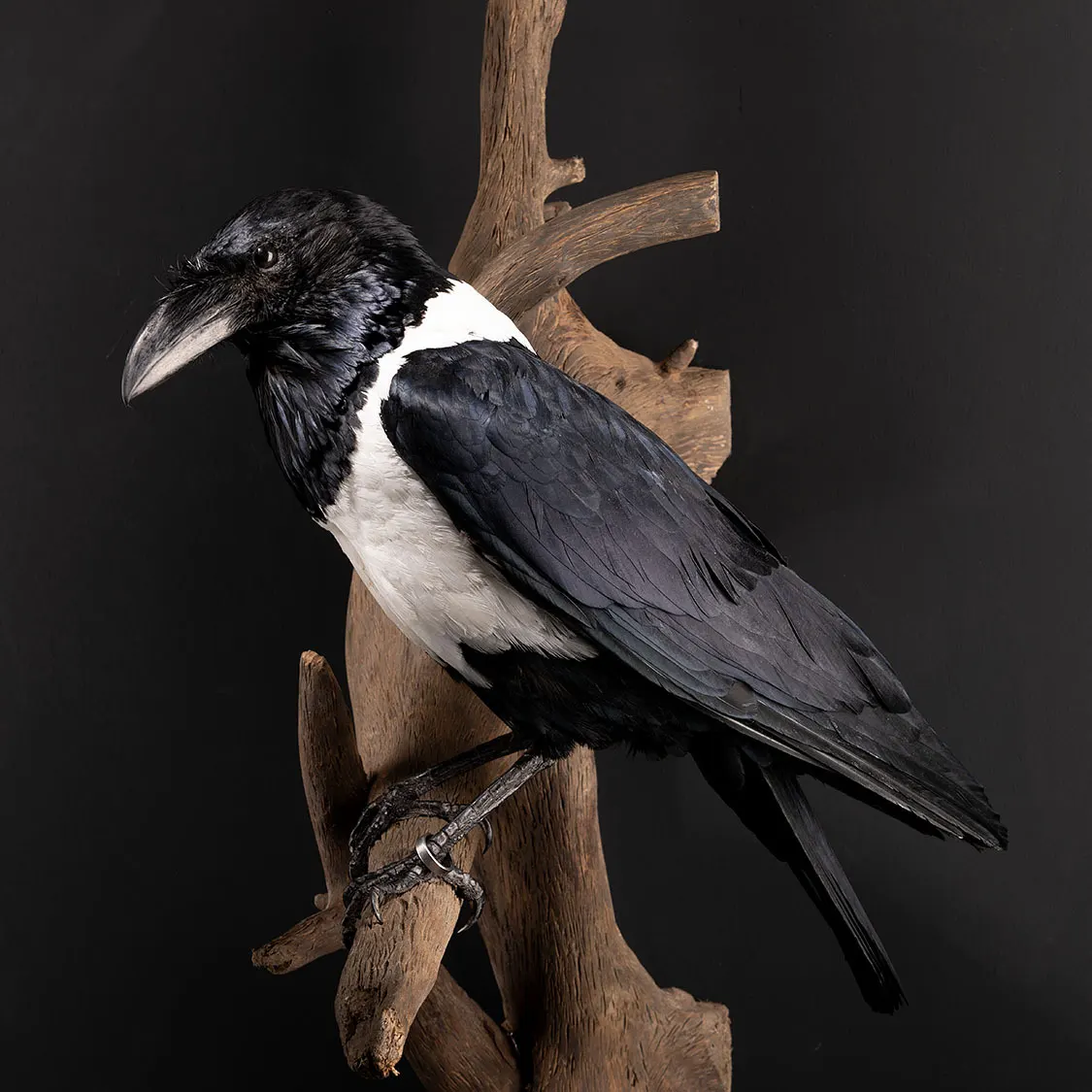 Geprepareerde schedel van een raaf (Corvus corax), door Judith van Schendel