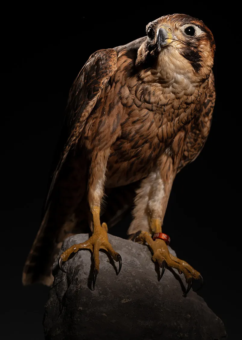 Opgezette shahin (Falco pelegrinoides), geprepareerd door Judith van Schendel