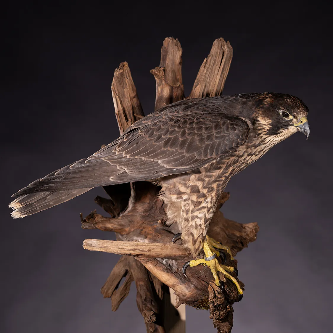 Opgezette slechtvalk (Falco peregrinus), geprepareerd door Judith van Schendel