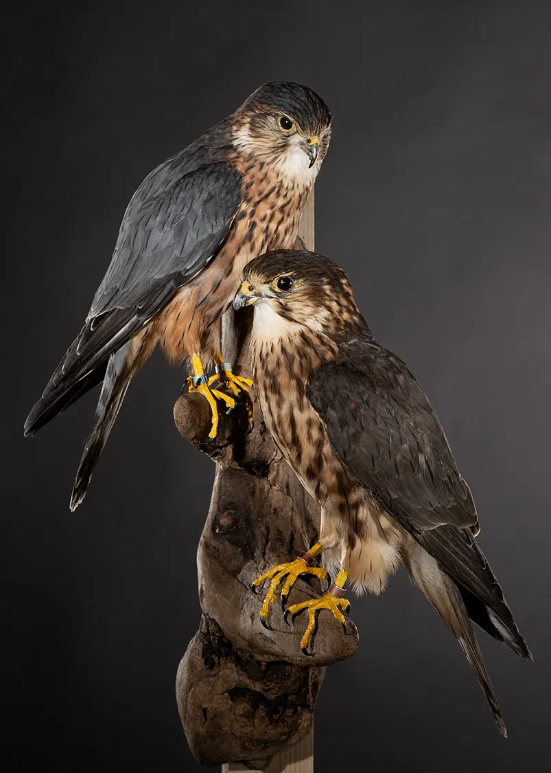 Opgezette smellekens (Falco columbarius), geprepareerd door Judith van Schendel
