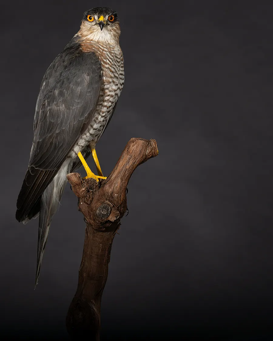 Opgezette sperwer (mannetje) (Accipiter nisus), geprepareerd door Judith van Schendel