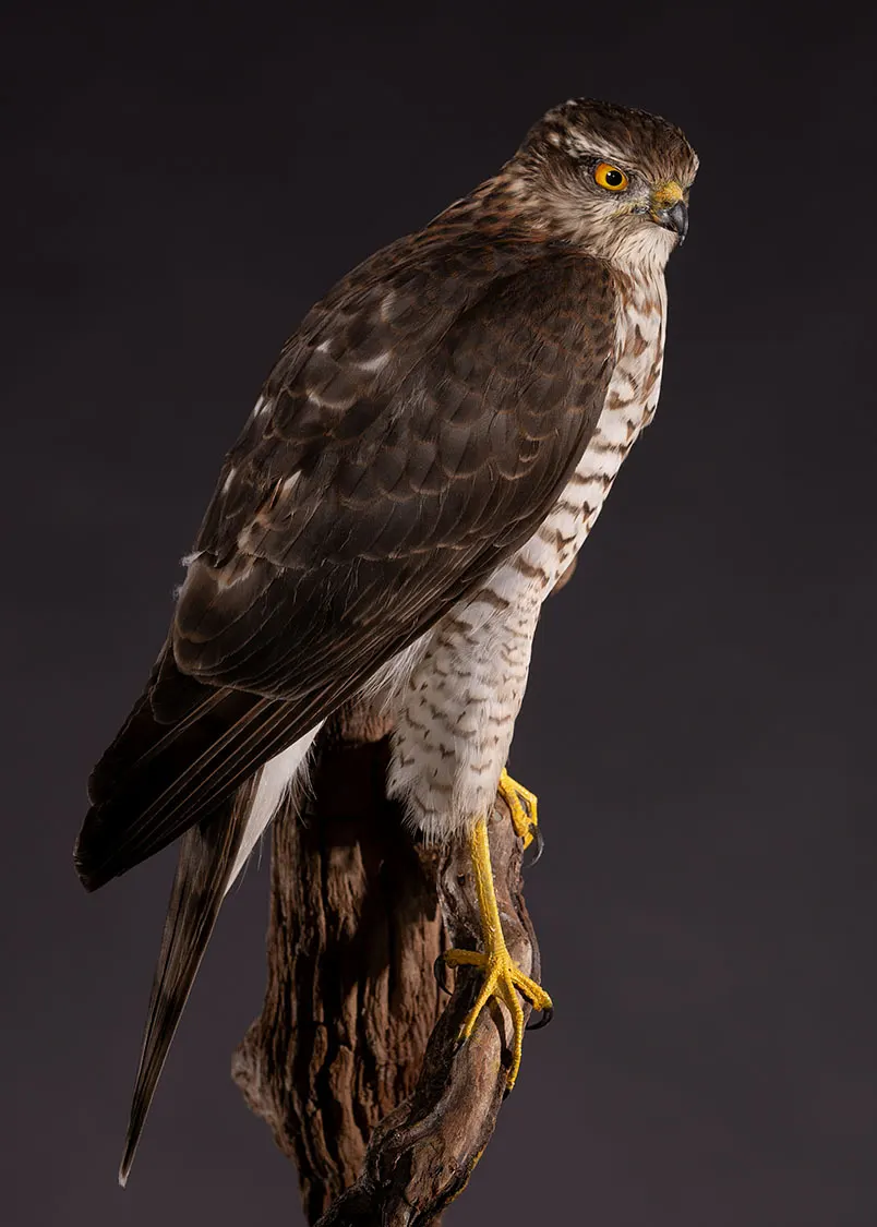 Opgezette sperwer (Accipiter nisus), geprepareerd door Judith van Schendel