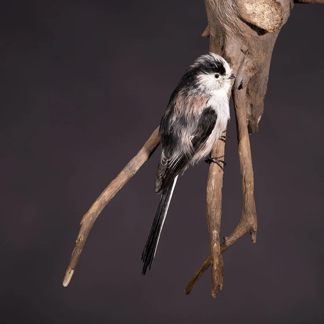 Opgezette staartmees (Aegithalos caudatus), geprepareerd door Judith van Schendel